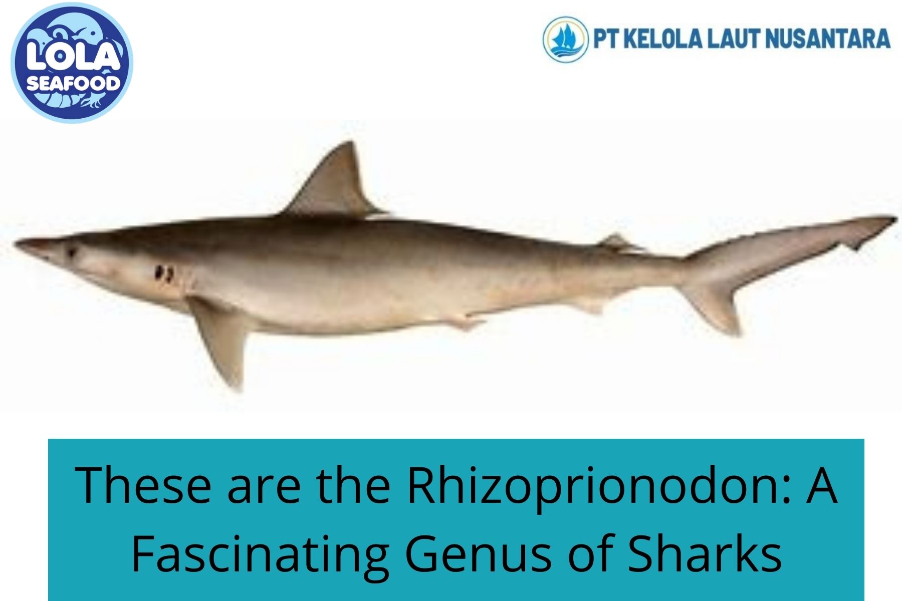 These are the Rhizoprionodon: A Fascinating Genus of Sharks